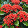 Ixora Red Plant