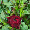 black delight rose