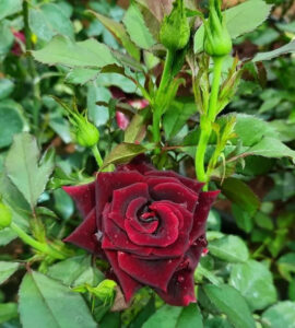 black delight rose