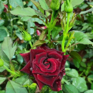 black delight rose